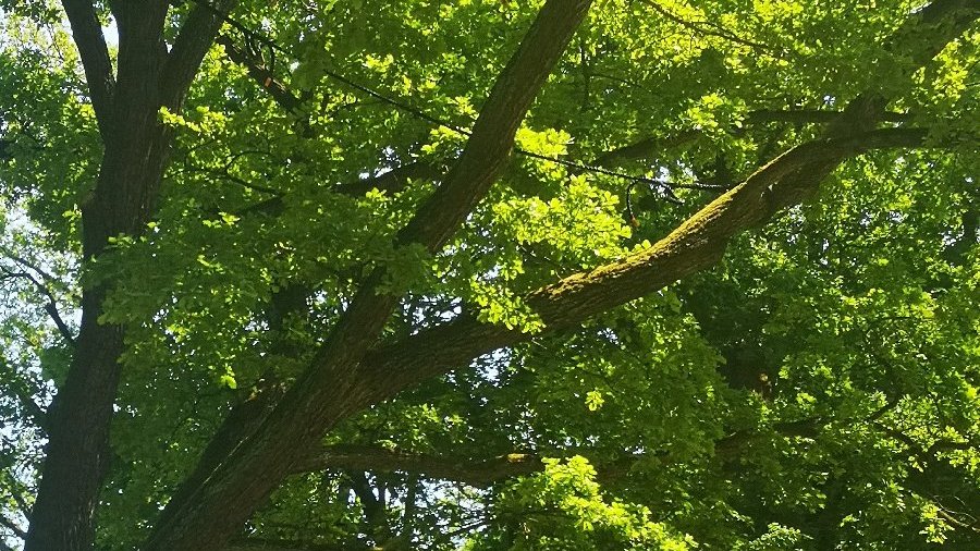 Galeria zdjęć przedstawia korony drzew związane linkami