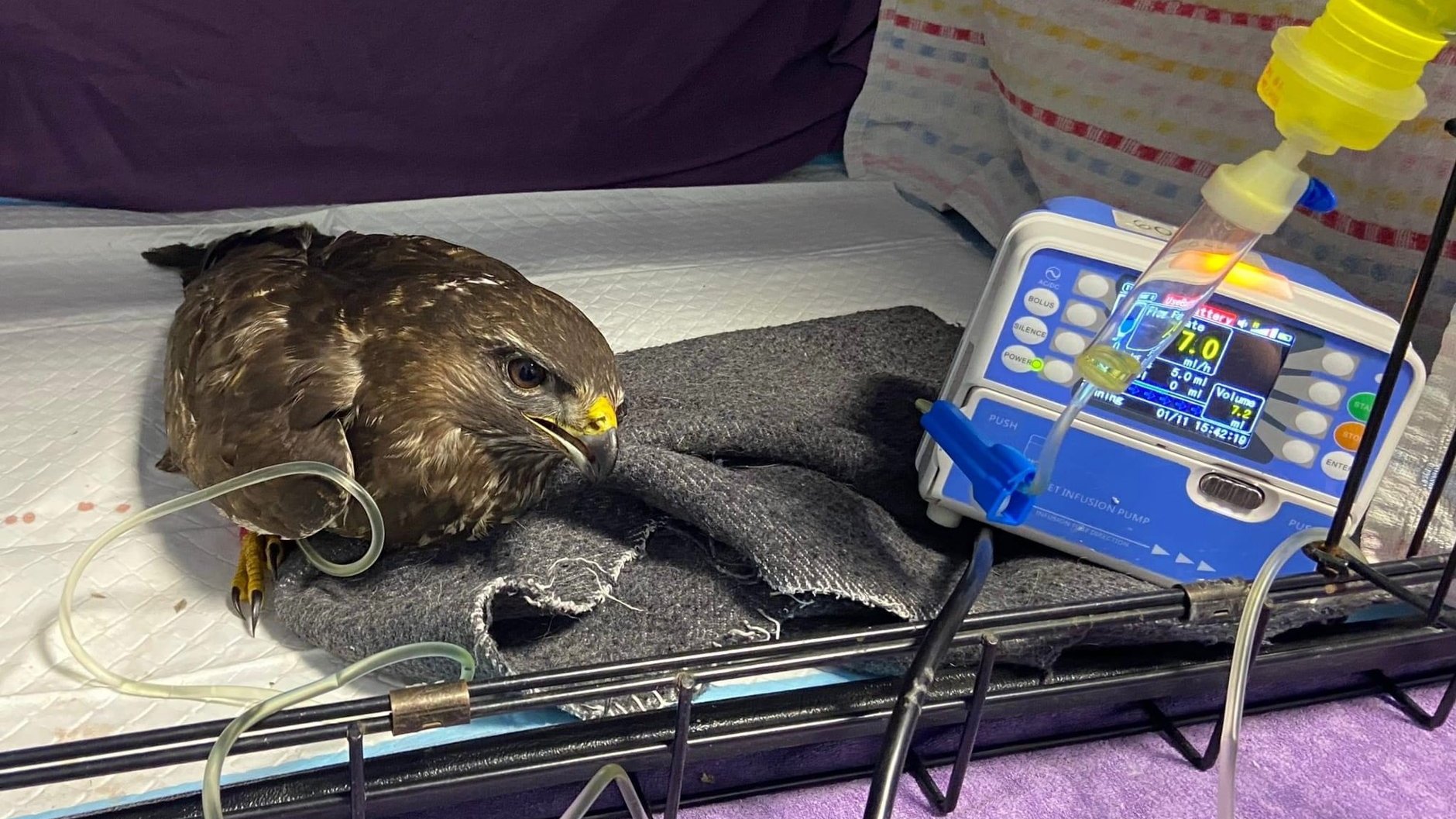 Zdjęcie przedstawia ptaka podłączonego do aparatury medycznej.