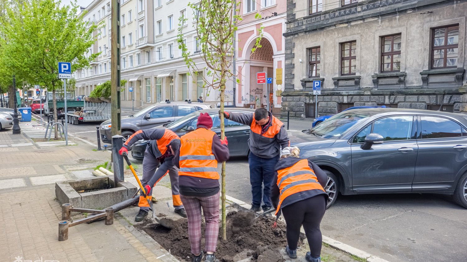 Galeria zdjęć z sadzenia drzew na Starym Mieście