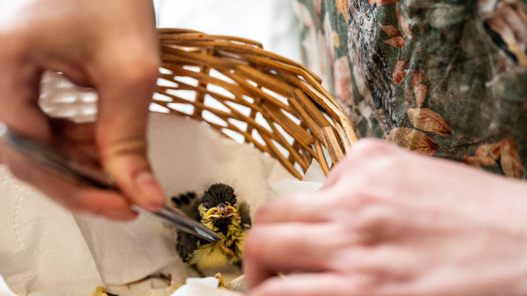 Zdjęcie przedstawia koszyczek z ptaszkiem. Na zdjęciu widać też ręce, które karmią ptaszka robakami za pomocą pensety.