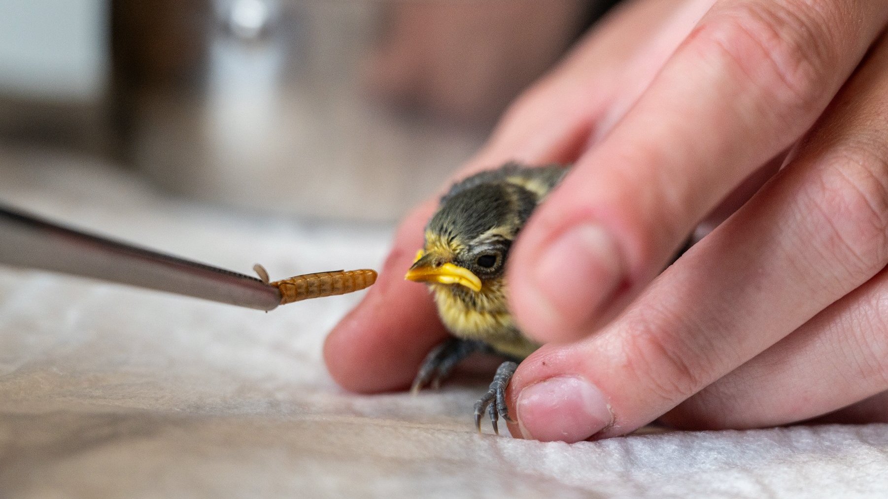 Zdjęcie przedstawia ptaszka i trzymającą go rękę. Na zdjęciu widać też pensetę z robakiem.