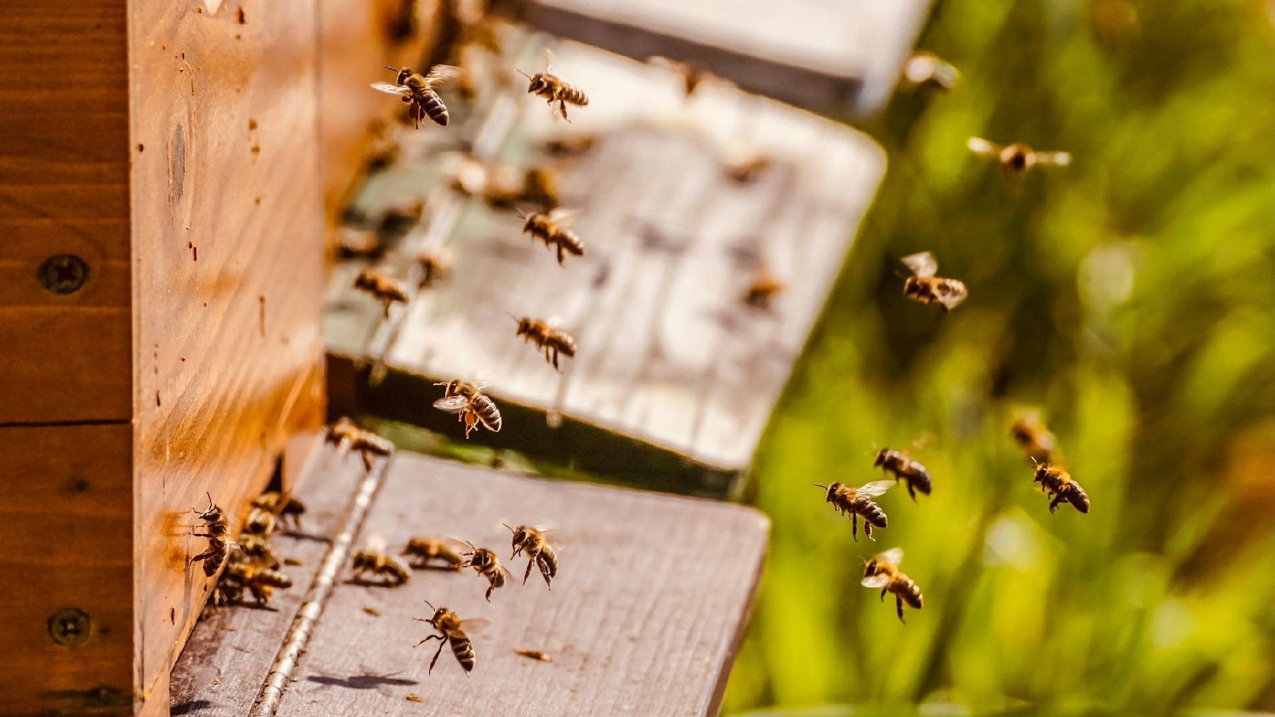 Zdjęcie przedstawia pszczoły.