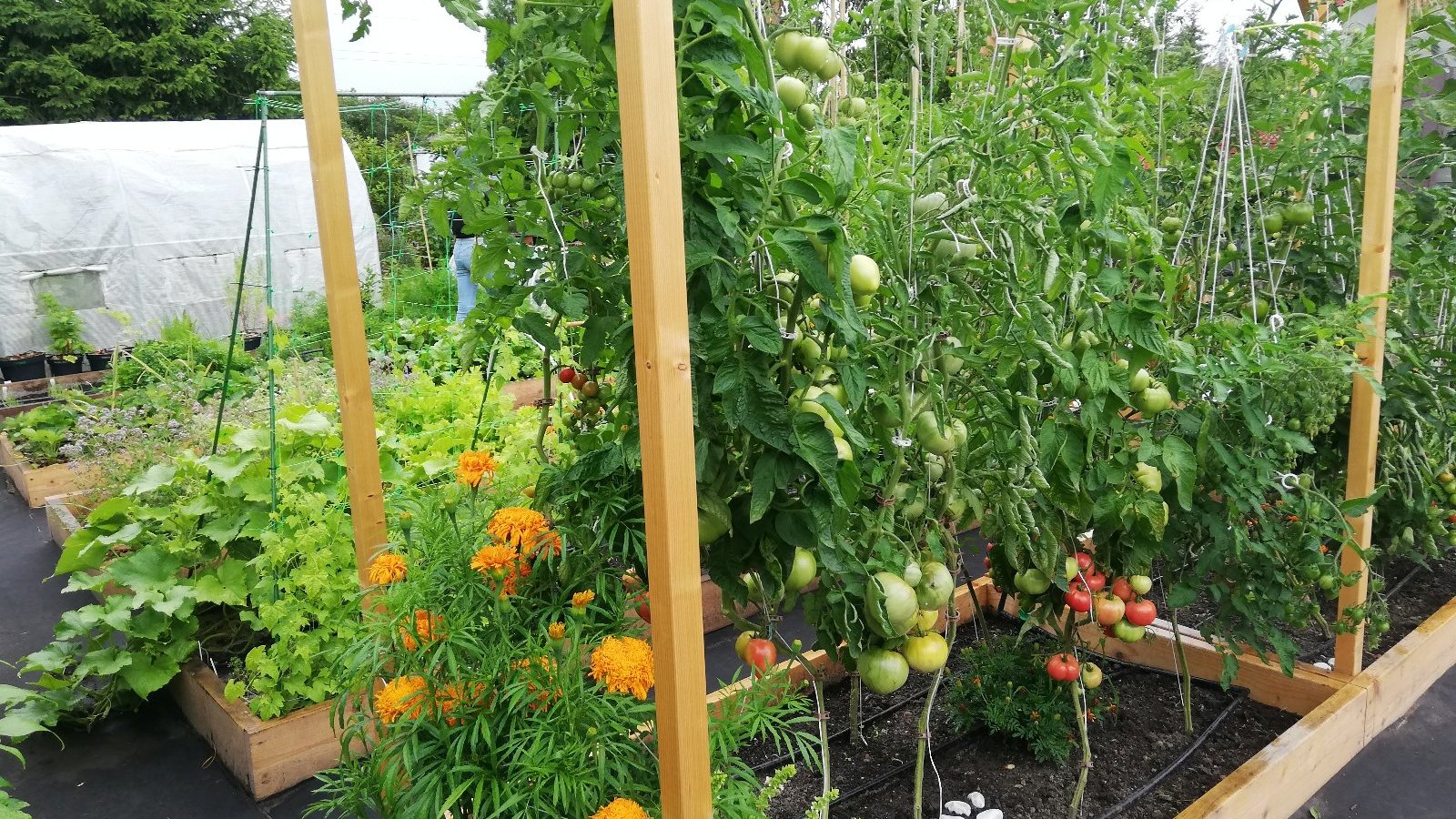 Na zdjęciu ogród, w którym rosną pomidory