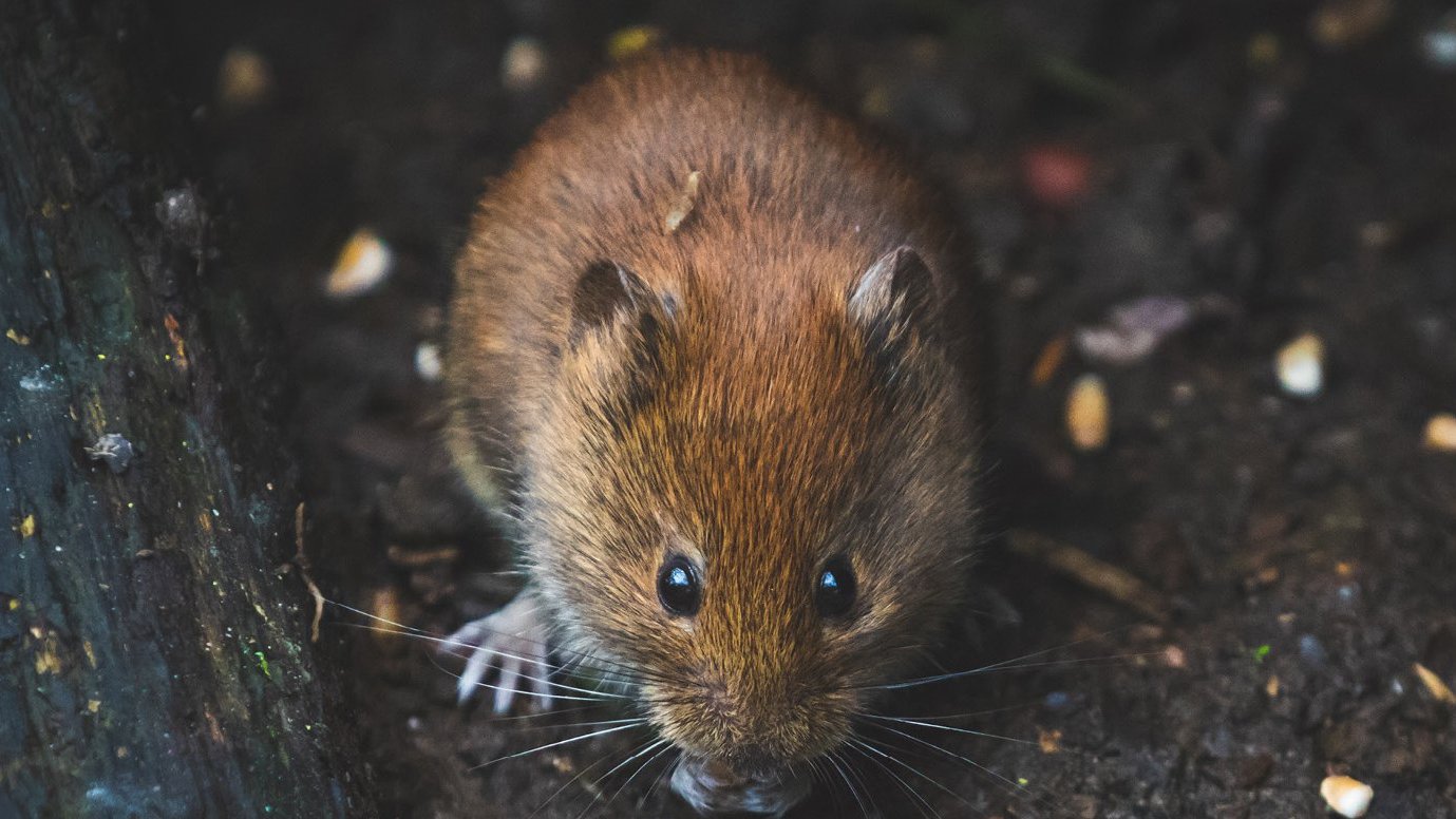 Zbliżenie na małego gryzonia, prawdopodobnie myszy lub nornicy, o brązowym futrze. Gryzoń znajduje się na ziemi otoczonej ziemią oraz drobnymi kawałkami resztek. Oczy gryzonia są duże i ciemne, a jego wąsy są wyraźnie widoczne.