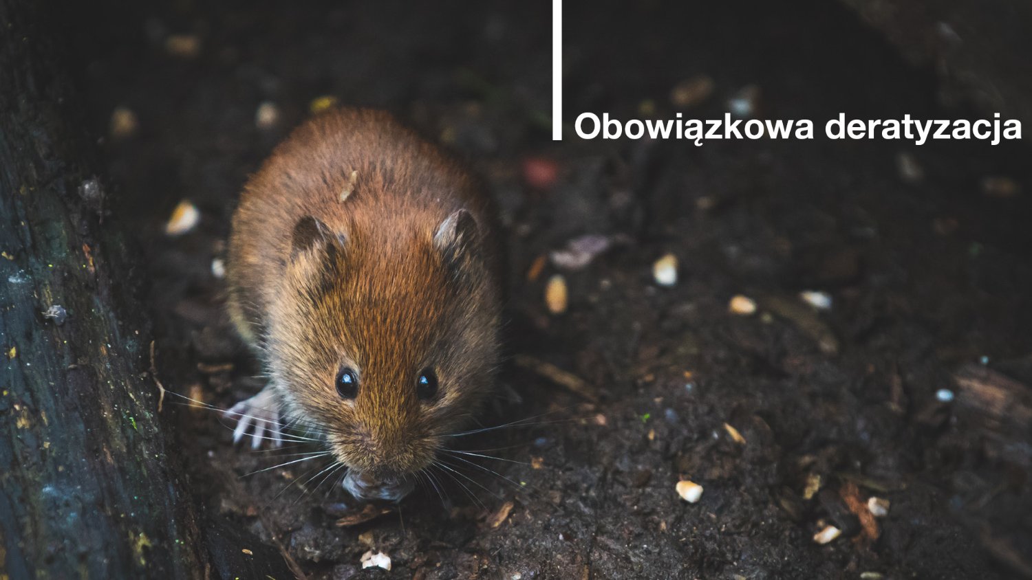 Zbliżenie na małego gryzonia, prawdopodobnie myszy lub nornicy, na ciemnym, ziemistym podłożu. Gryzoń ma brązowe futro i patrzy prosto w obiektyw kamery. W tle, w górnym prawym rogu obrazu, znajduje się biały napis po polsku: "Obowiązkowa deratyzacja".