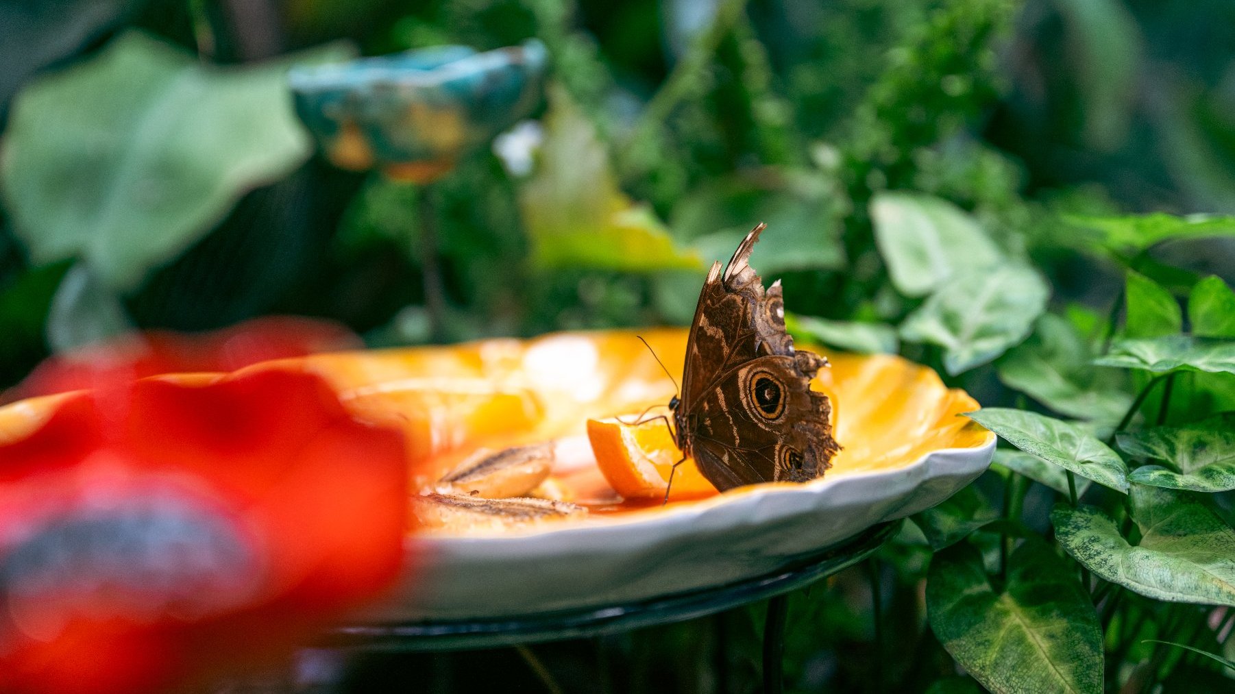 Motyl na plasterku pomarańczy na żółtym talerzu, wśród zielonej roślinności. Motyl ma brązowe skrzydła z wzorami przypominającymi oczy. Na pierwszym planie rozmazany czerwony kwiat. Tło naturalne z różnorodną zielenią.