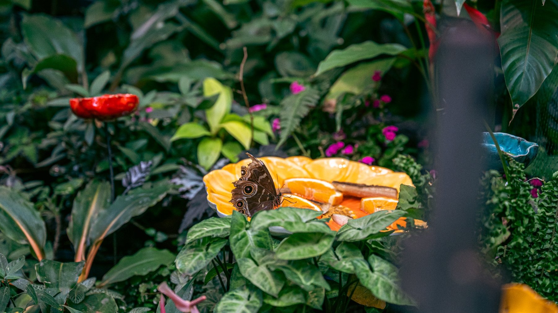 Motyl na plasterku pomarańczy na żółtym talerzyku, otoczonym zielenią. Motyl ma brązowe skrzydła z wzorem przypominającym oczy. W tle naturalne otoczenie - liście i różnorodna zieleń.