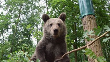 Niedźwiedzica Cisna na wybiegu