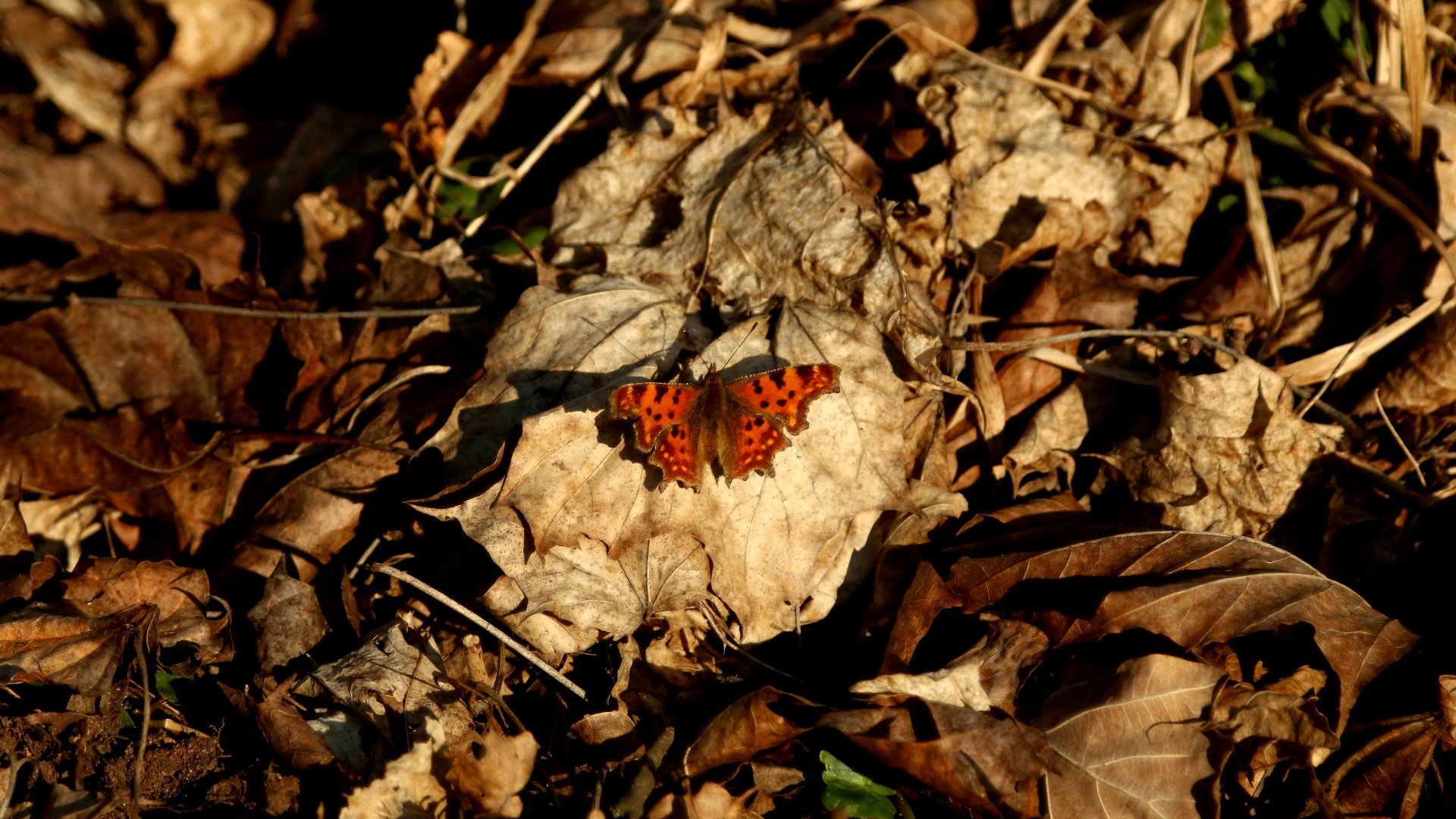 Motyl na suchych, jesiennych liściach