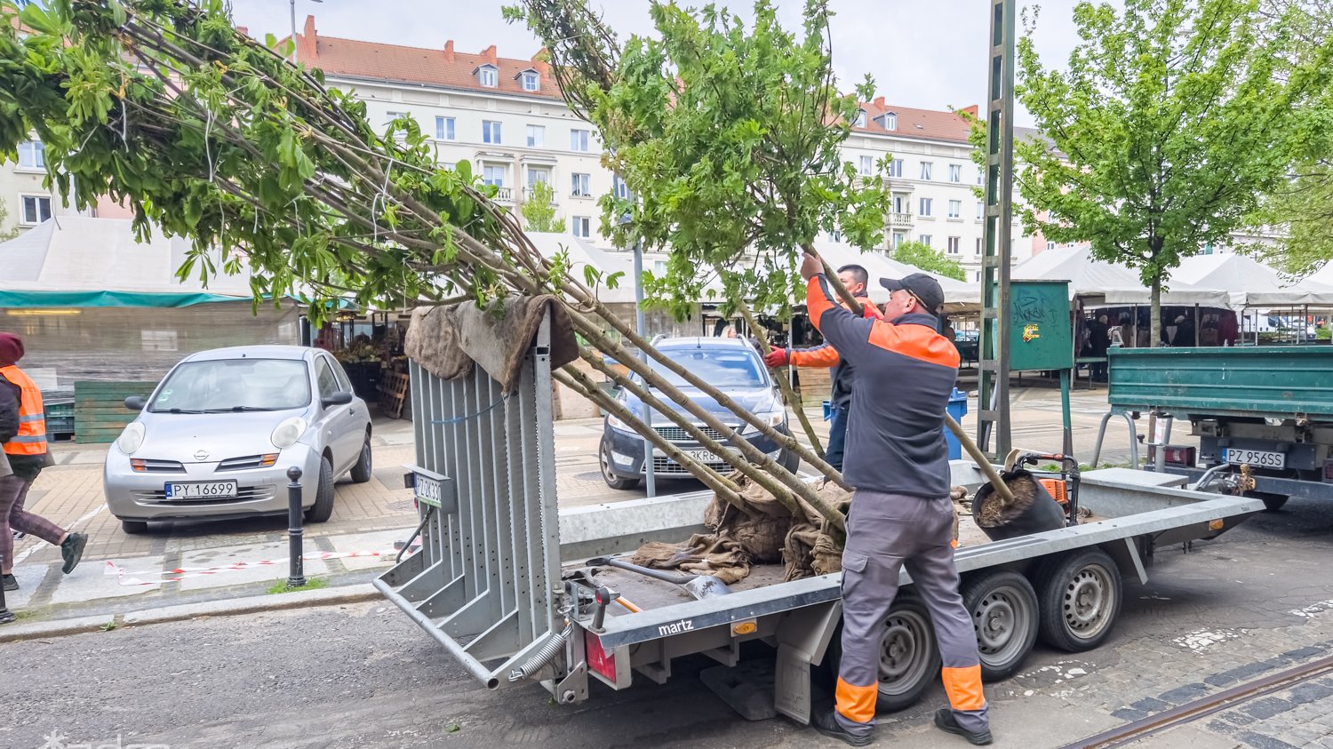 Galeria zdjęć z sadzenia drzew na Starym Mieście