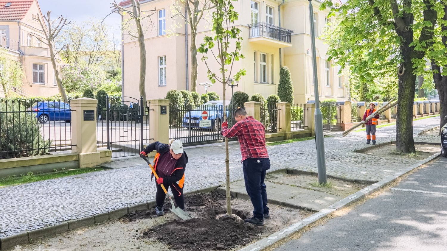 Galeria zdjęć z sadzenia drzew na Starym Mieście