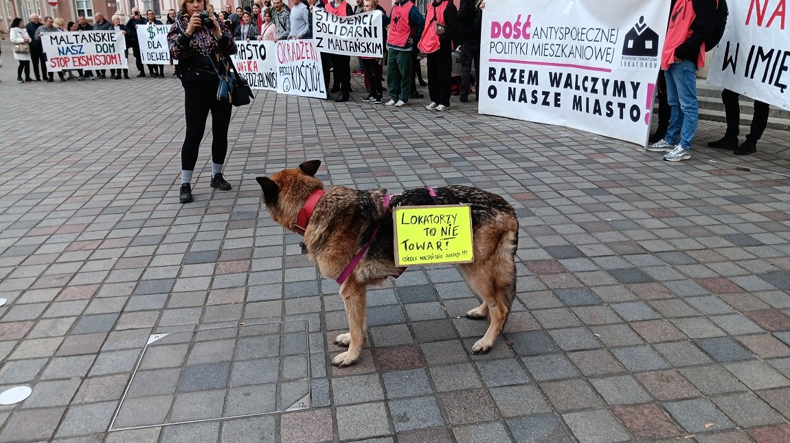 Pikieta przed Urzędem Miasta, na pierwszym planie pies z zawieszoną kartka z napisem lokatorzy to nie towar