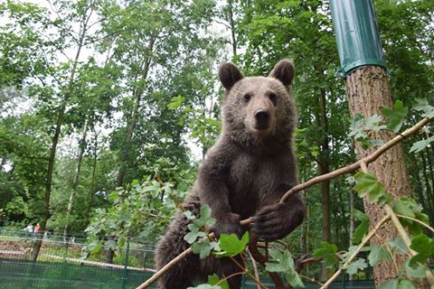 Niedźwiedzica Cisna na wybiegu - grafika artykułu