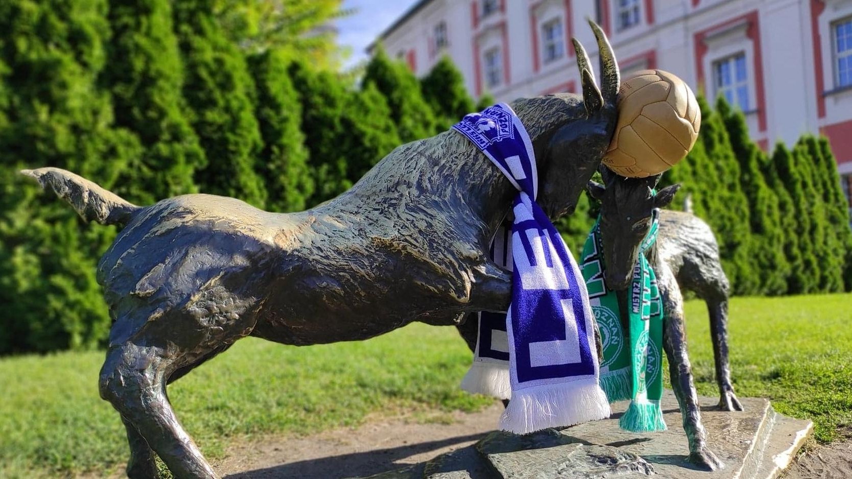 Poznańskie koziołki ubrane w szaliki Lecha i Warty