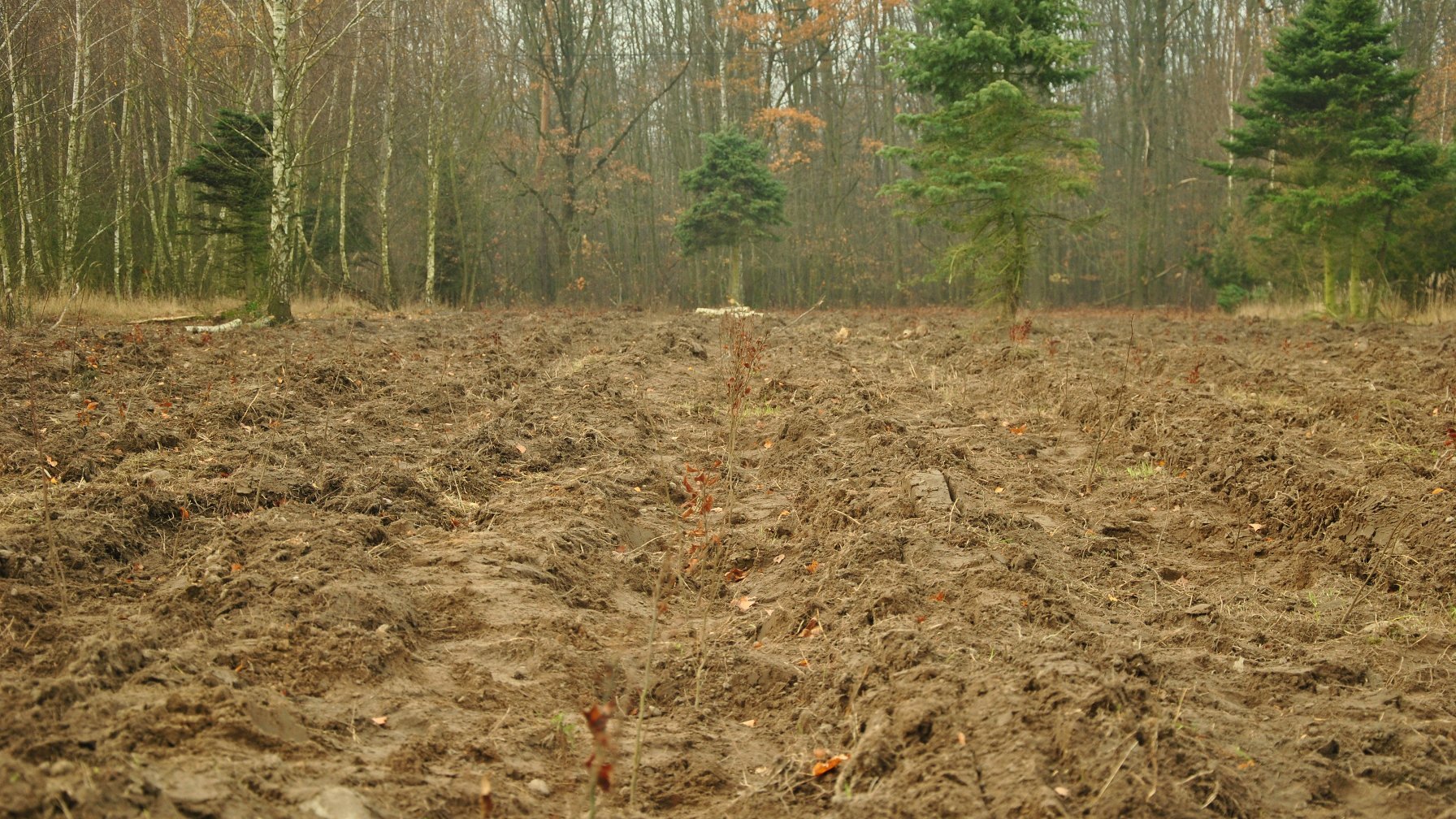 Galeria zdjęć przedstawia zasadzone drzewa.