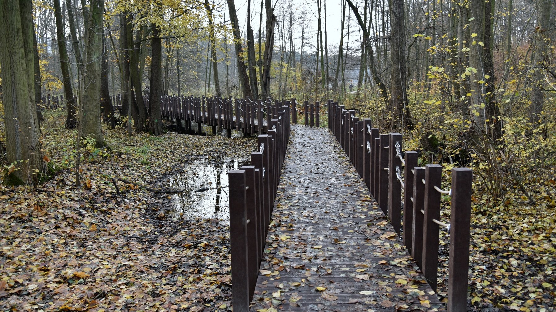 Zdjęcie przedstawia drewniany pomost, prowadzący nad bagnami w lesie.