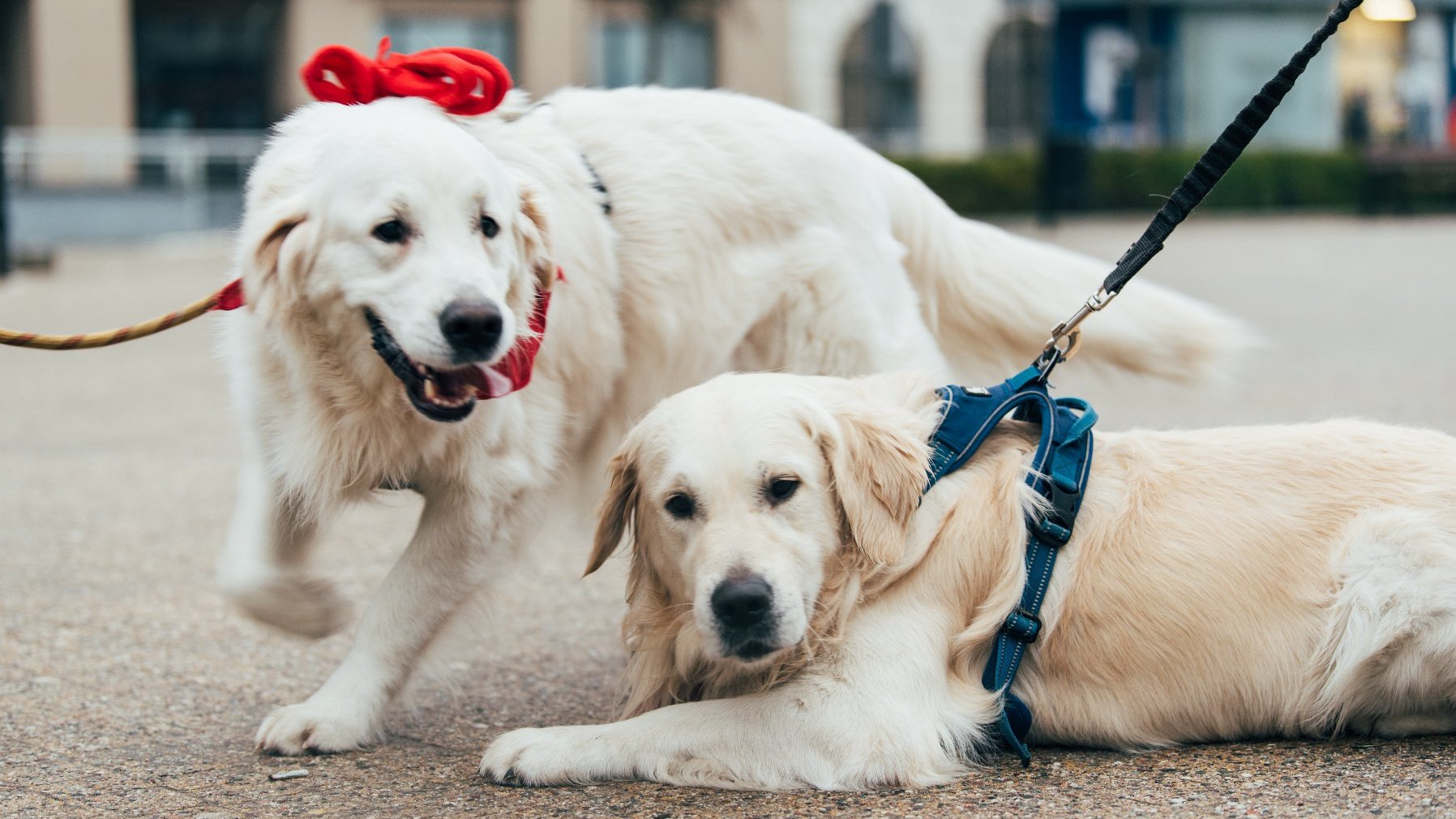 Galeria zdjęć przedstawia golden retrievery z właścicielami na pl. Wolności.