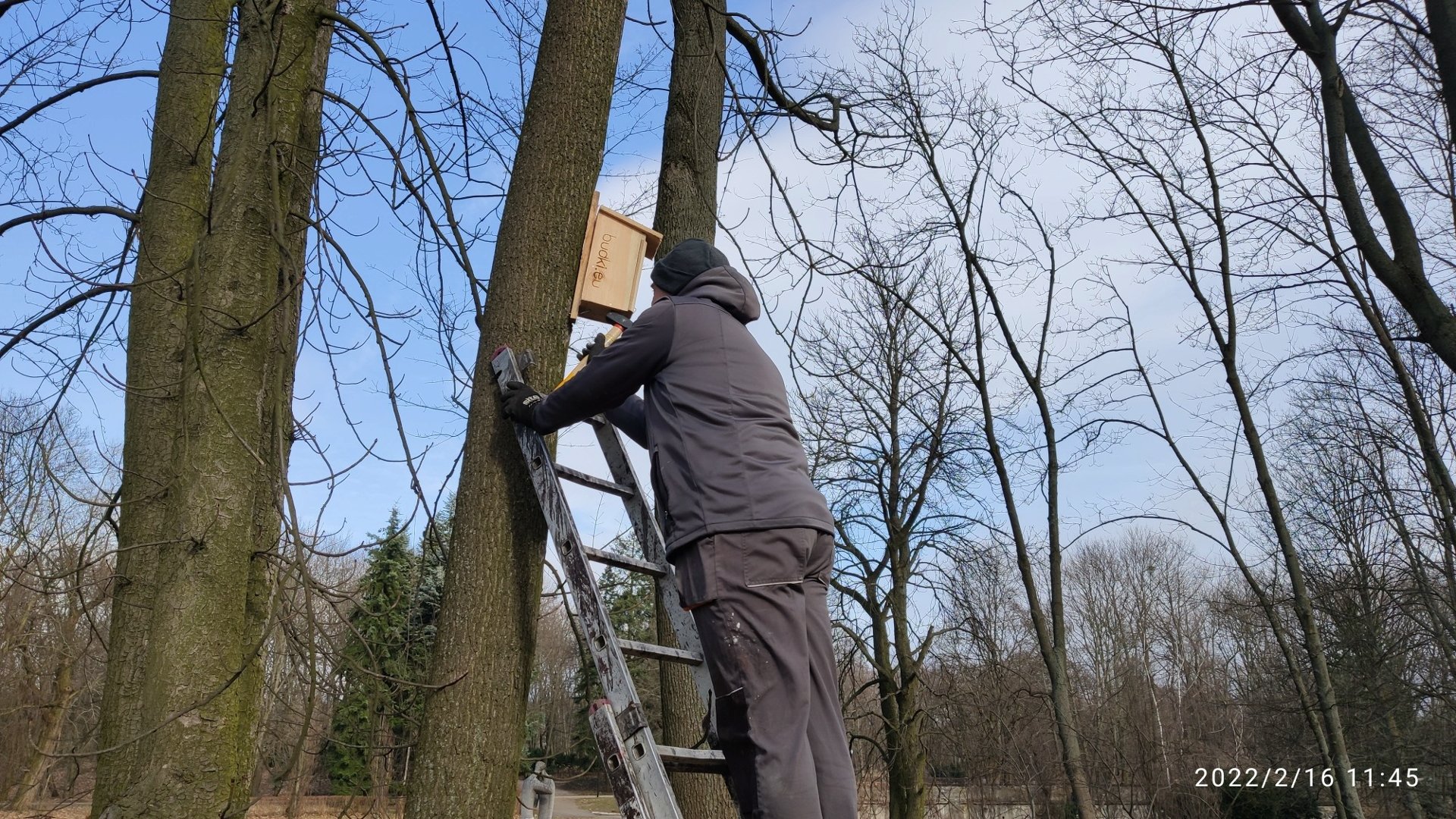 Galeria zdjęć przedstawia drewniane budki lęgowe dla ptaków na drzewach. Na tym zdjęciu dodatkowo widać mężczyznę na drabinie, który wiesza budkę. - grafika artykułu