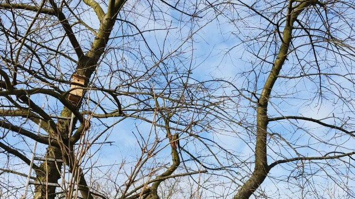 Galeria zdjęć przedstawia drewniane budki lęgowe dla ptaków na drzewach.