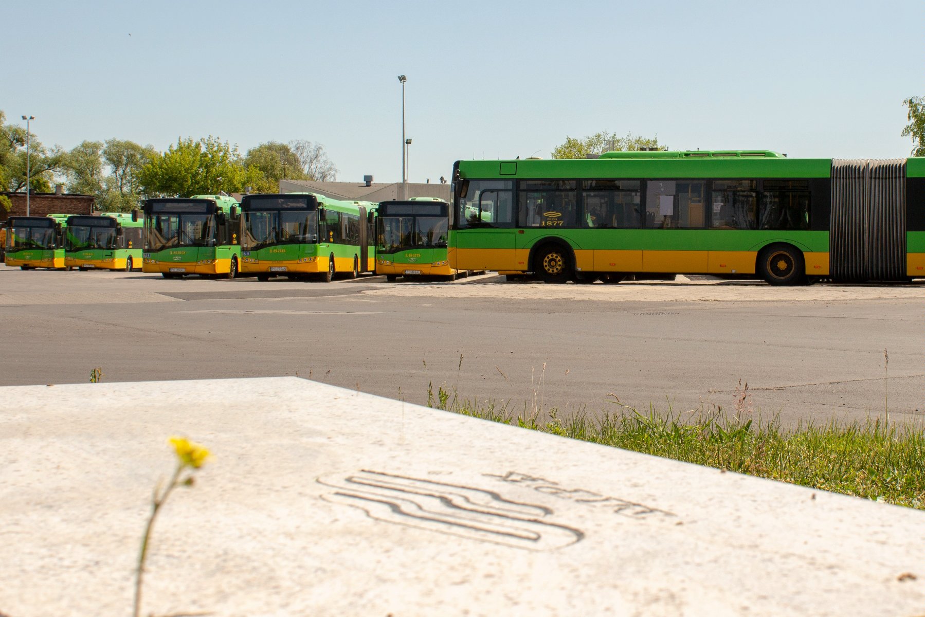 Zielone autobusy w Poznaniu - grafika artykułu