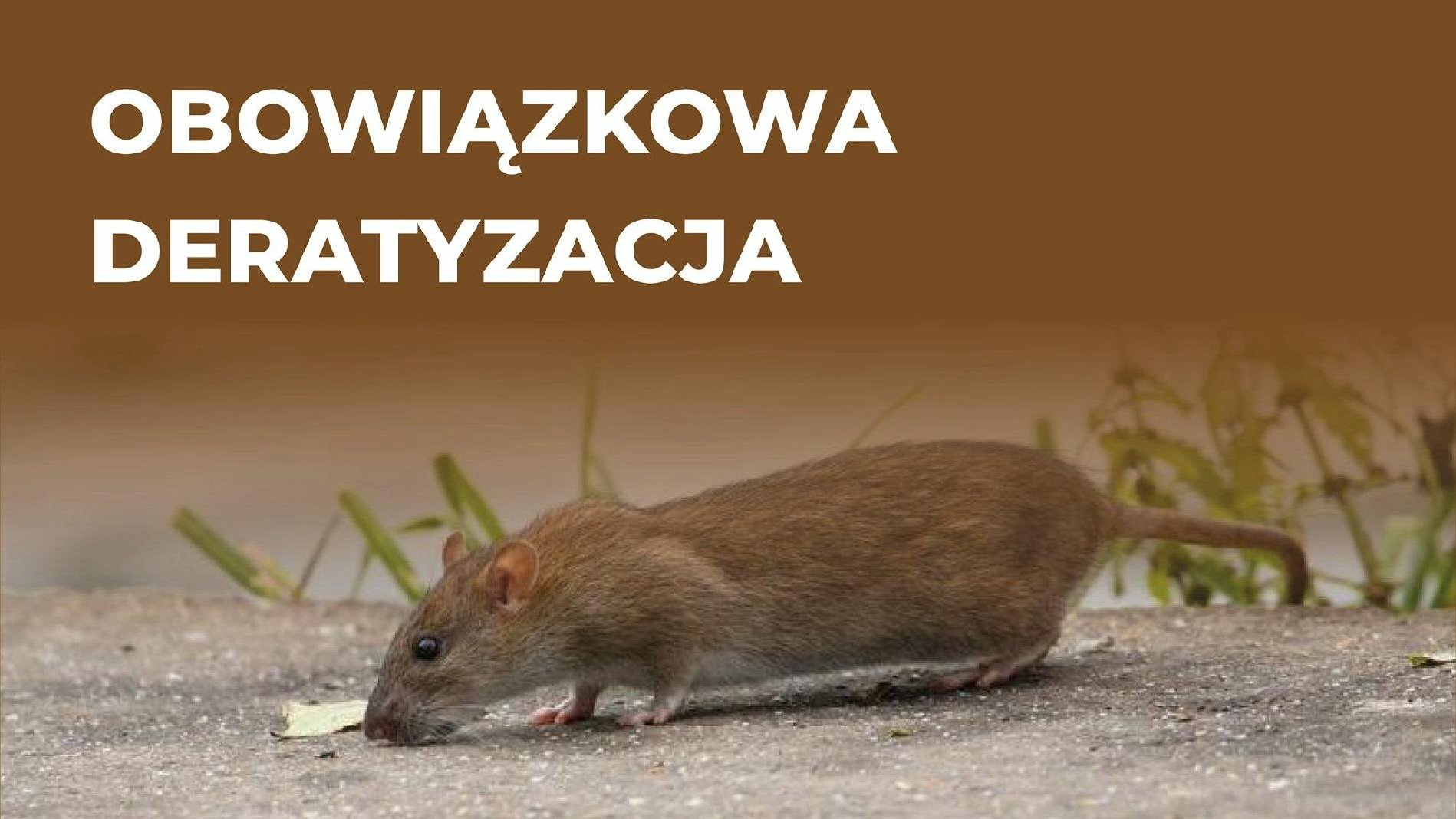 Zdjęcie przedstawia szczura oraz napis "obowiązkowa deratyzacja". - grafika artykułu