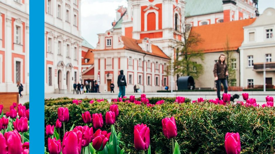 Grafika przedstawiająca budynek urzędu na placu Kolegiackim, na pierwszym planie tulipany