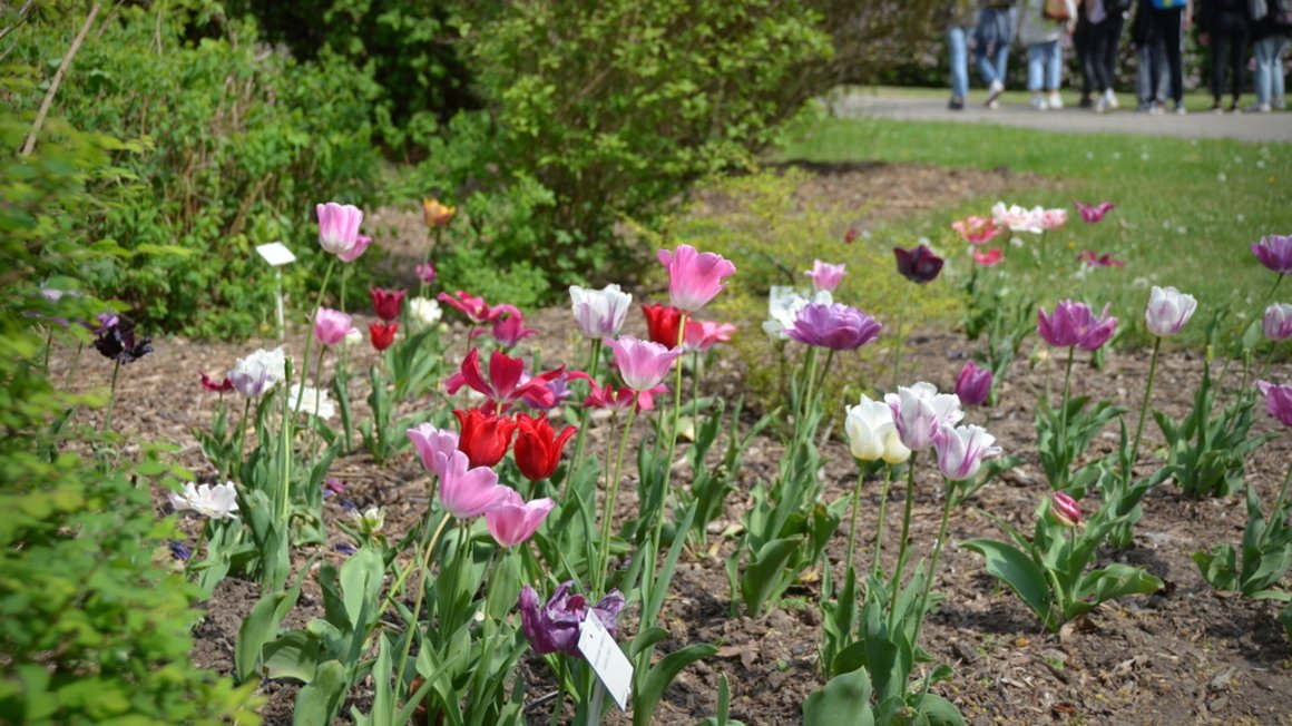 Galeria zdjęć kwiatów przesadzonych z Cytadeli do Ogrodu Botanicznego