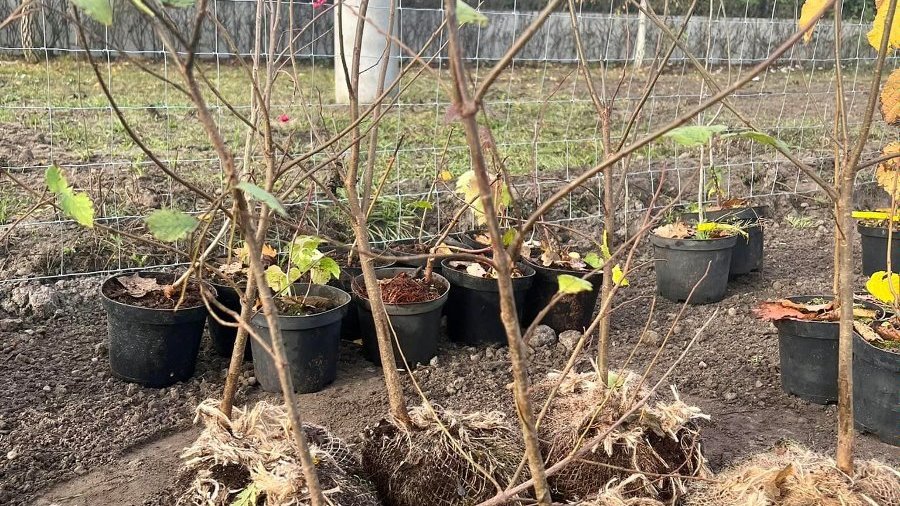 Galeria zdjęć przedstawiająca sadzonki drzew przygotowane do posadzenia w lesie kieszonkowym