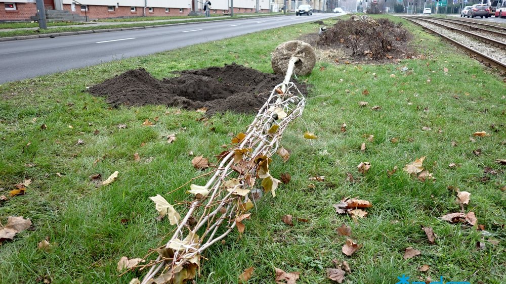 Drzewa przygotowane do zasadzenie przy ul. Przybyszewskiego