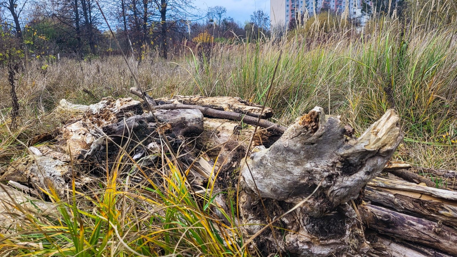 Na zdjęciu pień drzewa wśród traw