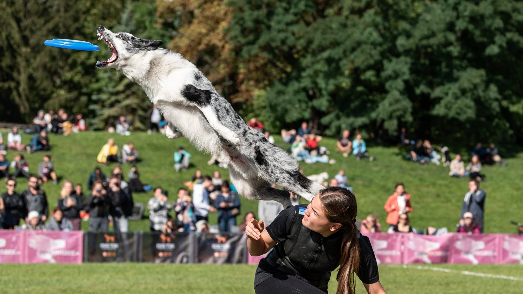 Na zdjęciu skaczący pies łapiący frisbee