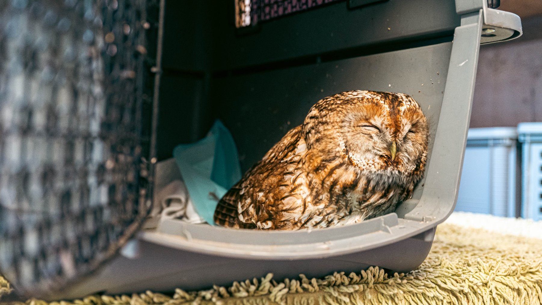 Zdjęcie przedstawia sowę siedzącą w transporterze.