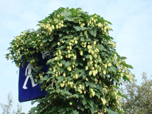 f - grafika artykułu