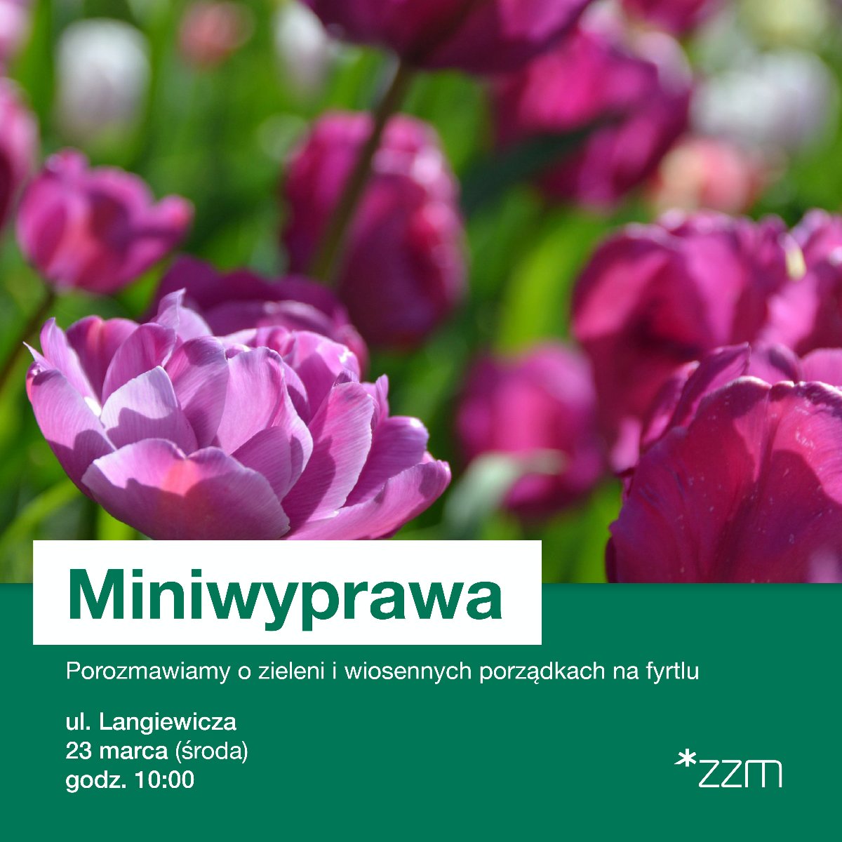 Grafika przedstawia zdjęcie różowych kwiatów oraz informacje o spacerze. - grafika artykułu