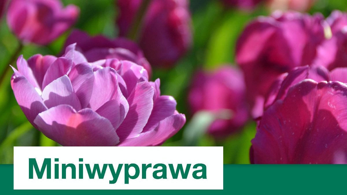 Grafika przedstawia zdjęcie różowych kwiatów oraz informacje o spacerze.