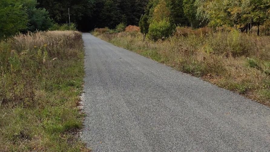 Ścieżka w lesie. Na zdjęciu widać dróżkę oraz drzewa i krzewy.