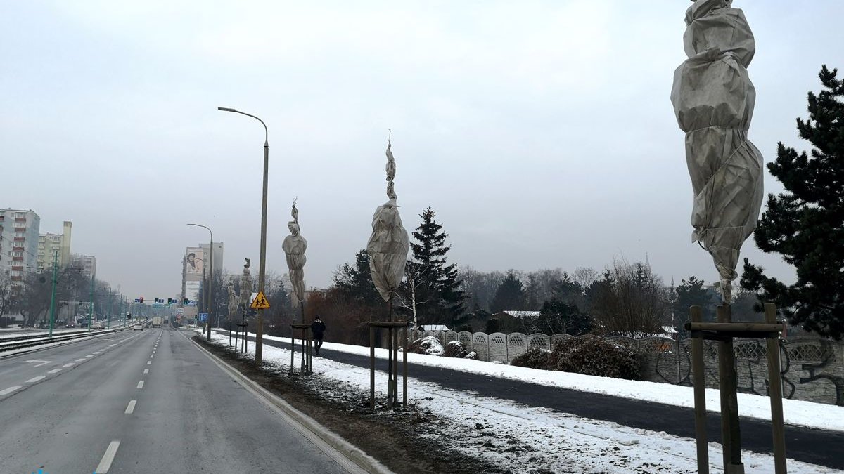 Galeria zdjęć pokazująca zabezpieczenie zieleni przyulicznej zimą