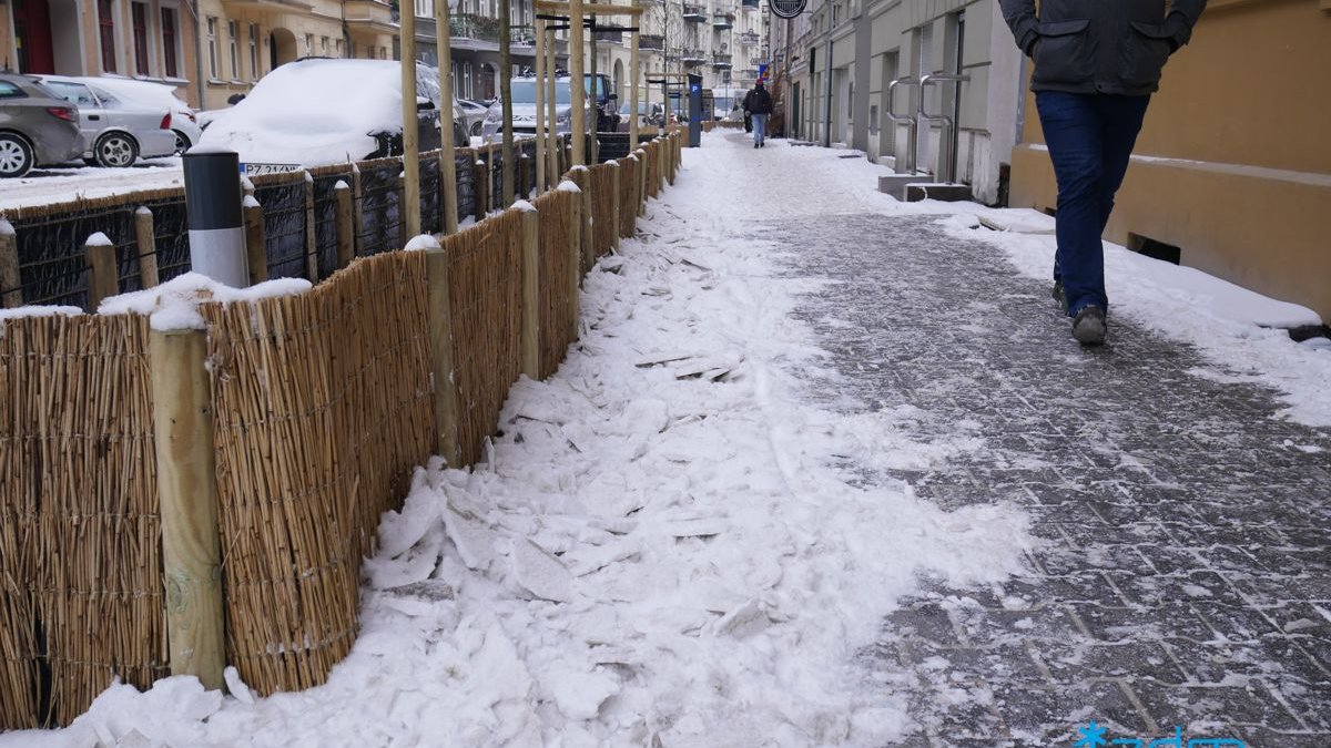 Galeria zdjęć pokazująca zabezpieczenie zieleni przyulicznej zimą