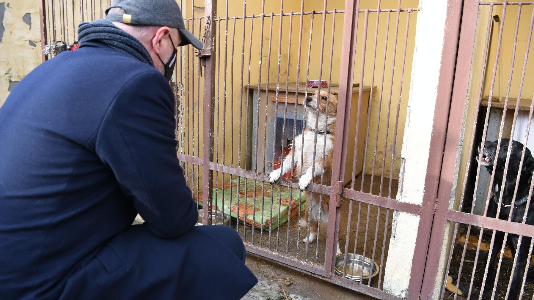 Zastępca prezydenta, Bartosz Guss kuca przed ogrodzonym kratą boksem z psem. W boksie obok znajduje się drugi pies.