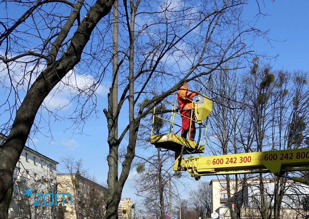 Galeria zdjęć pokazująca przycinanie drzew - grafika artykułu