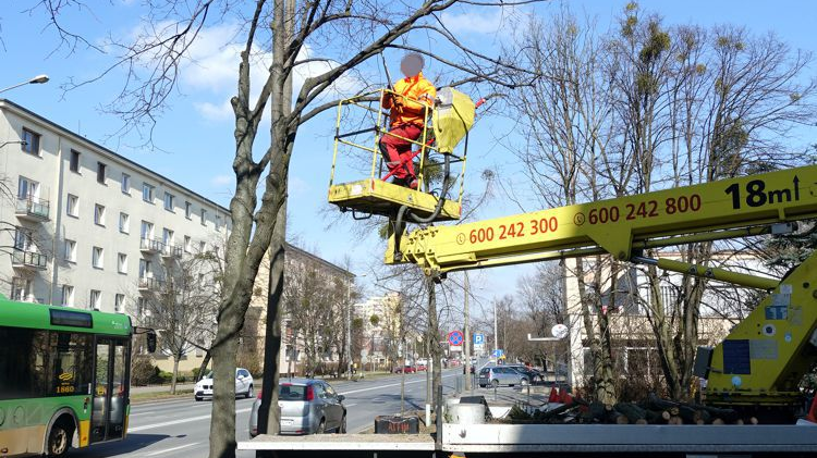 Galeria zdjęć pokazująca przycinanie drzew