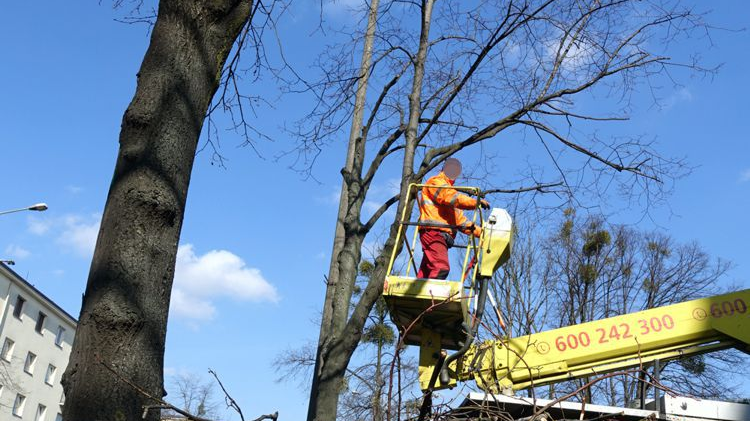 Galeria zdjęć pokazująca przycinanie drzew