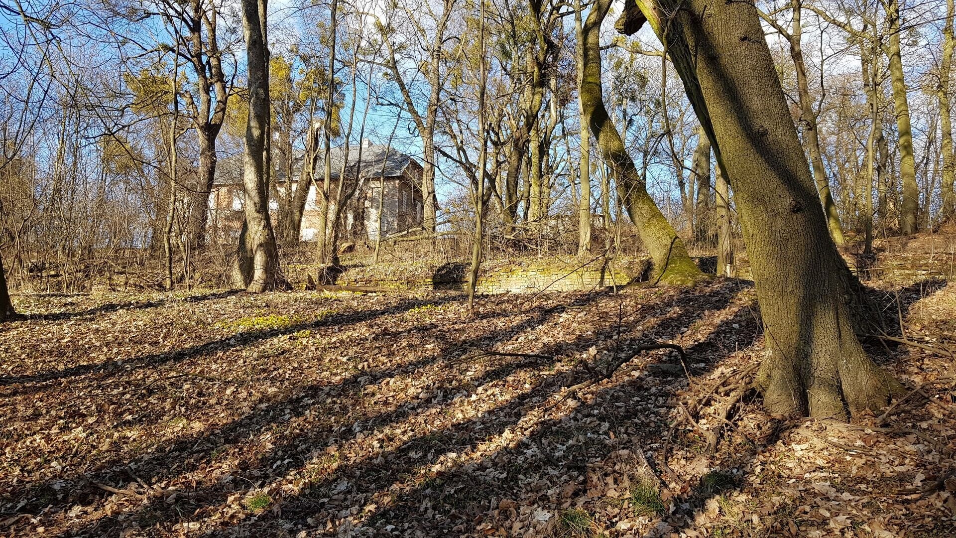 Na zdjęciu park pałacowy - na drugim planie, za drzewami, widać budynek pałacu