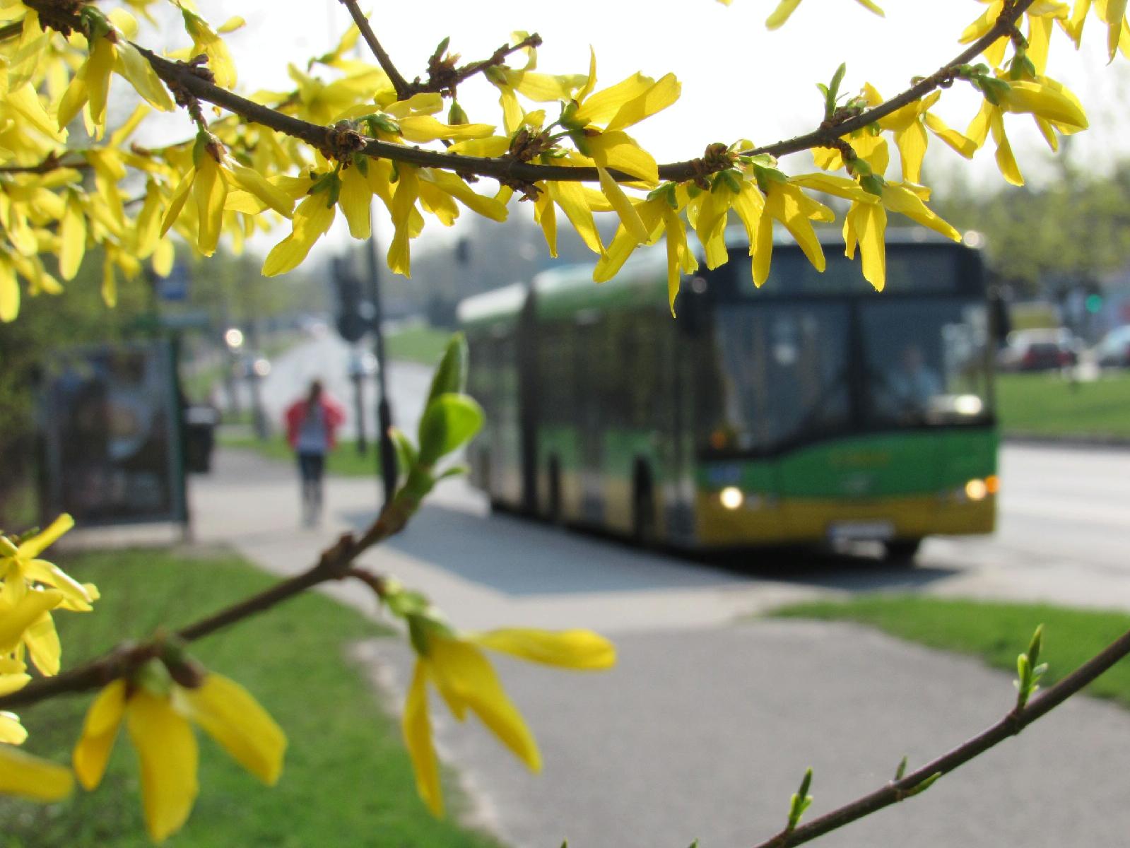 Zdjęcie pokazuje autobus zza żółtego, wiosennego drzewa - grafika artykułu