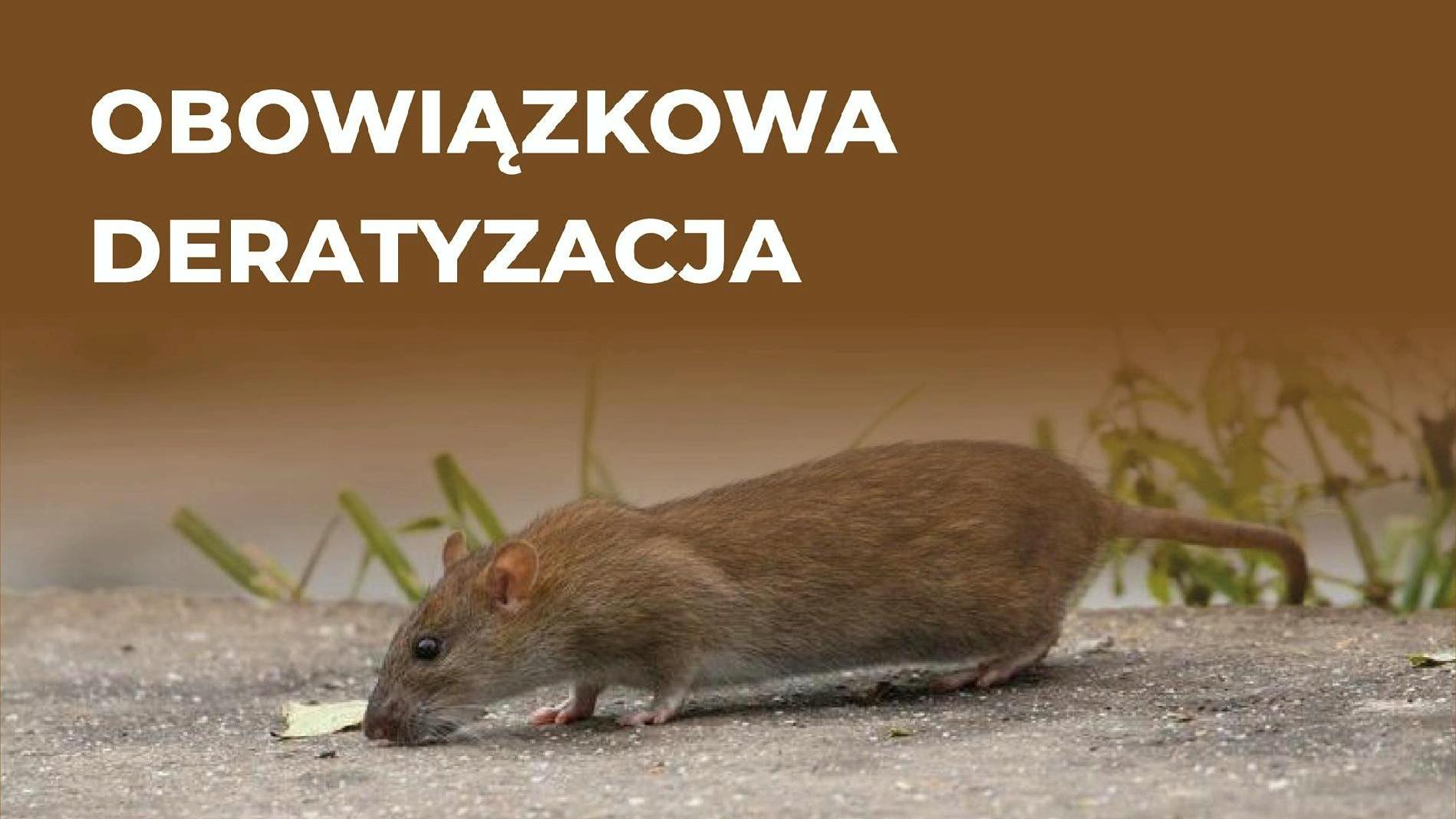 Grafika przedstawia zdjęcie szczura i napis "obowiązkowa deratyzacja". - grafika artykułu