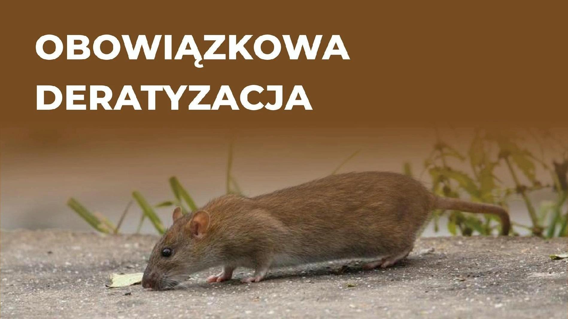 Grafika przedstawia zdjęcie szczura i napis "obowiązkowa deratyzacja".