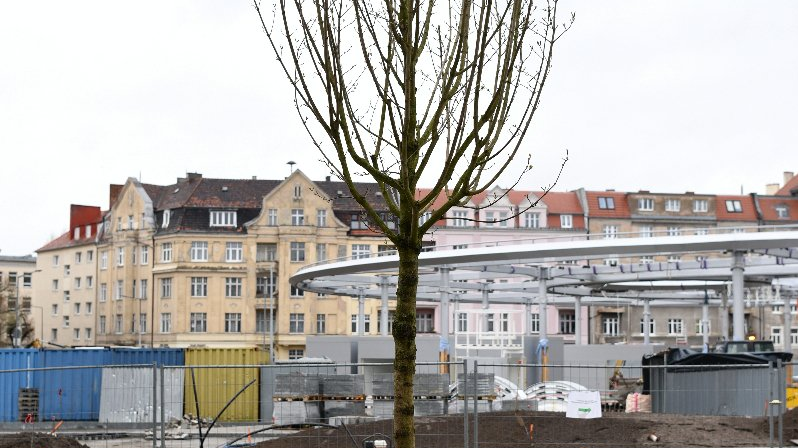 Rynek Łazarski, na pierwszym planie nowe drzewa, w tle plac budowy