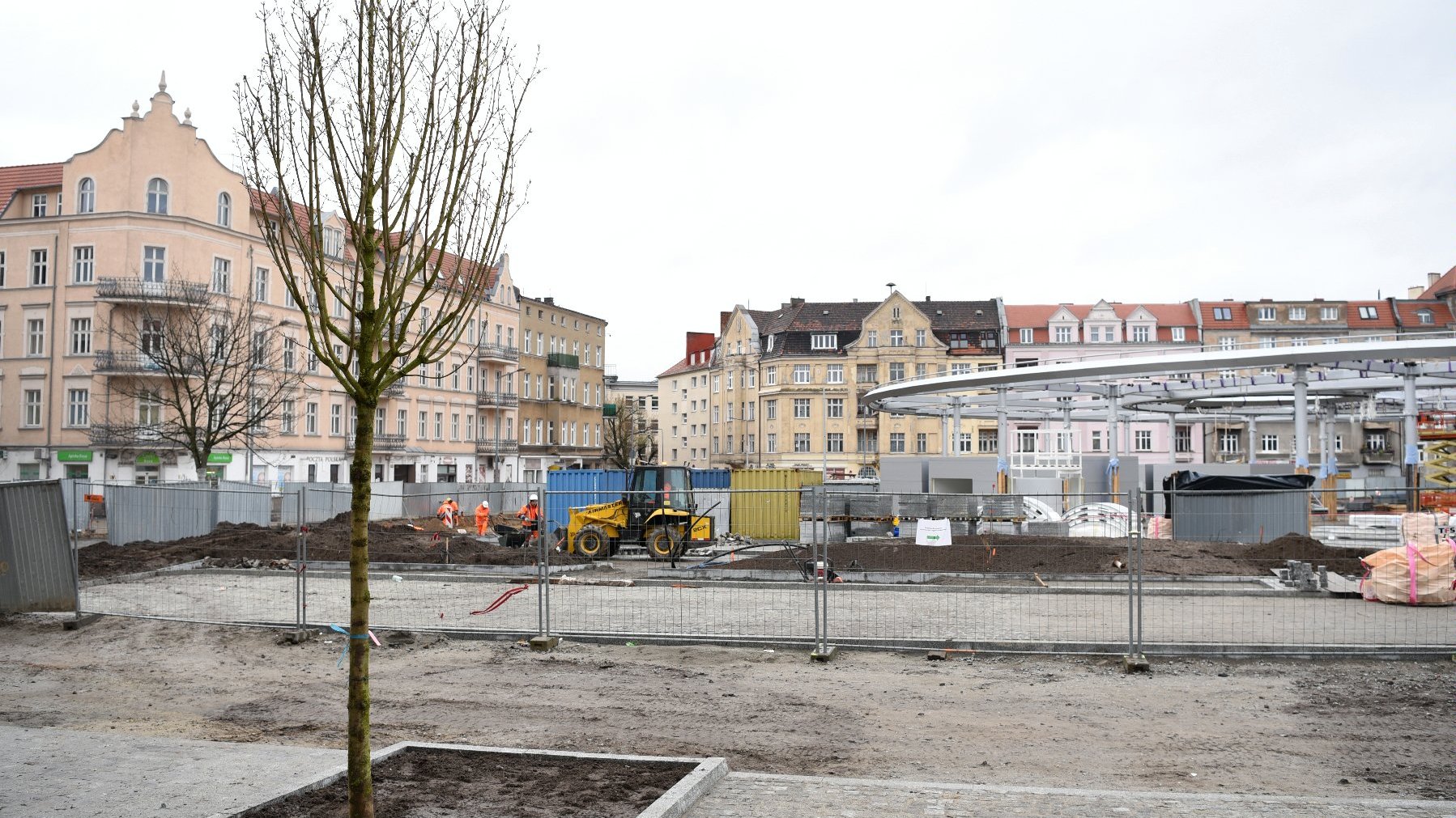 Rynek Łazarski, na pierwszym planie nowe drzewa, w tle kamienice