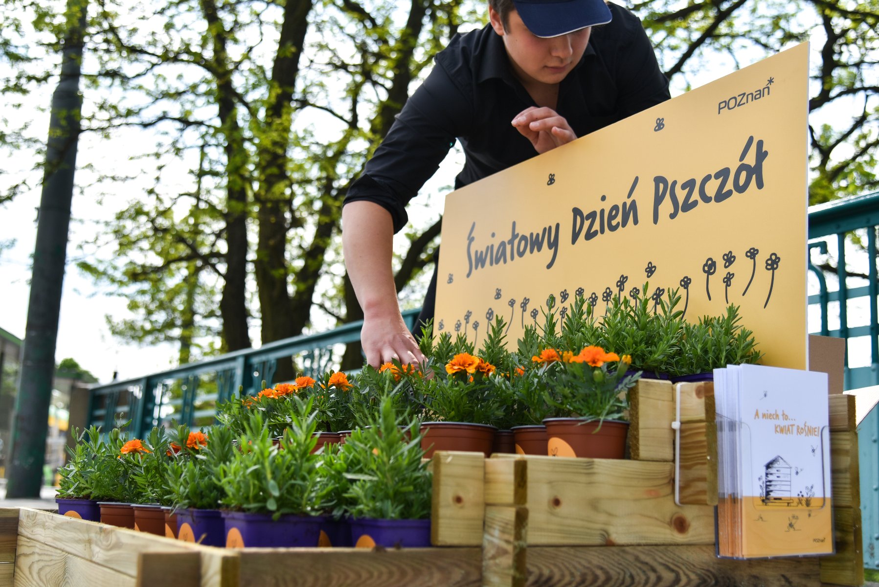 Zdjęcie przedstawia doniczki z kwiatami i tablicę z napisem "Światowy Dzień Pszczół". Nad kwiatami pochyla się kobieta. - grafika artykułu