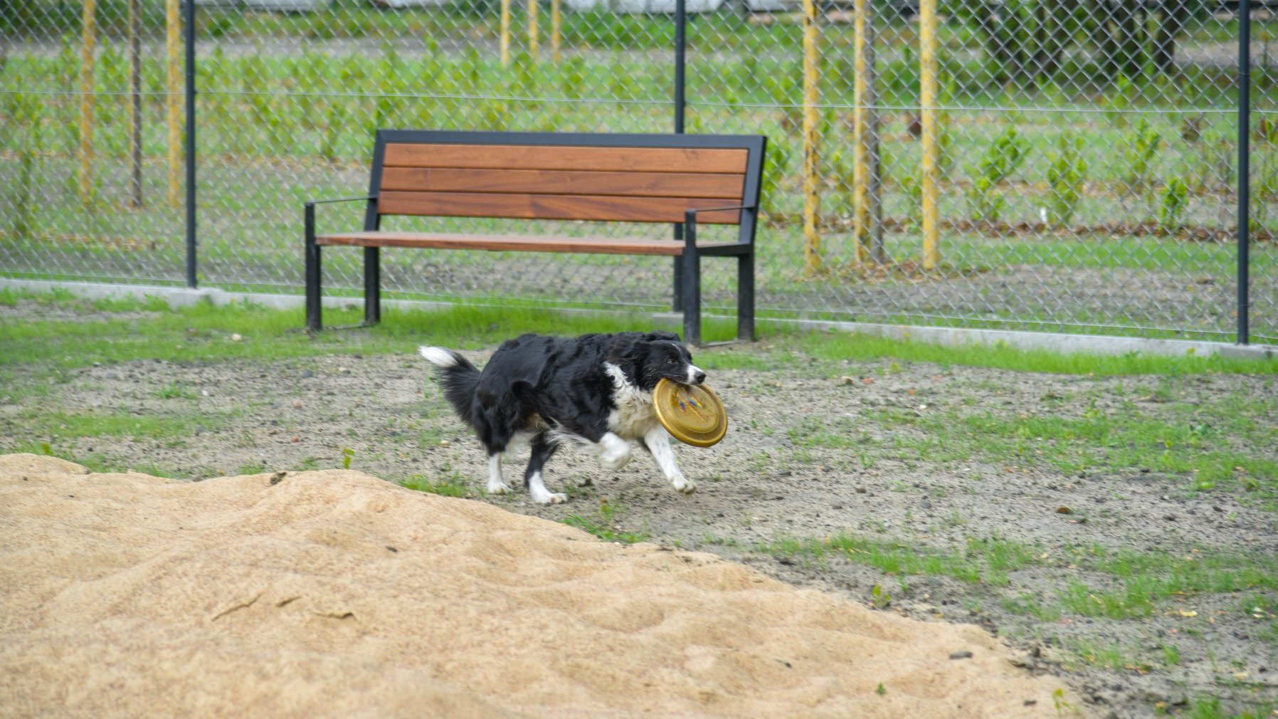 Zdjęcie przedstawia psa biegnącego z frisby po wybiegu. W tle widać ławkę.